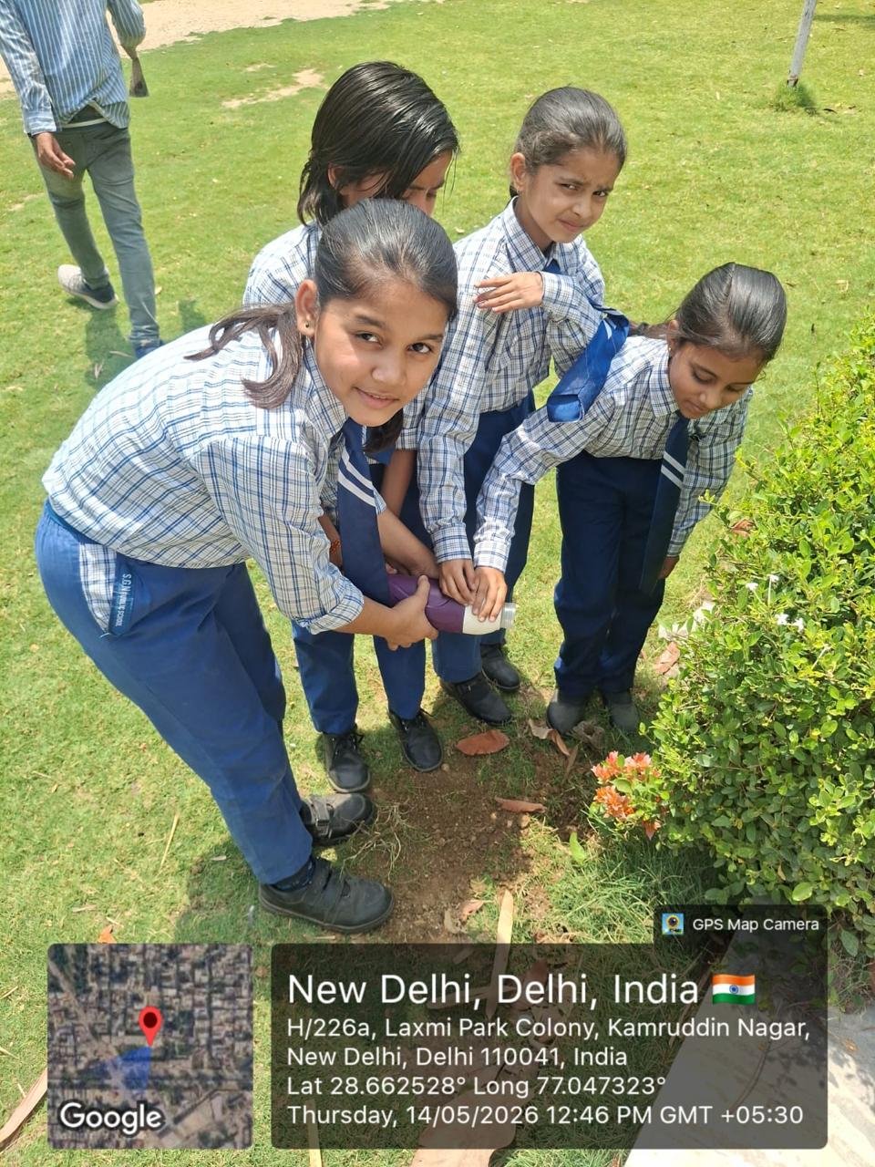 Tree Plantation